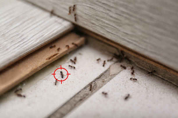 Best Residential Pest Control  in Sansom Park, TX